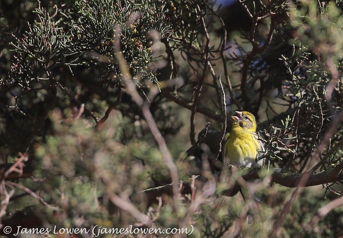 Serin