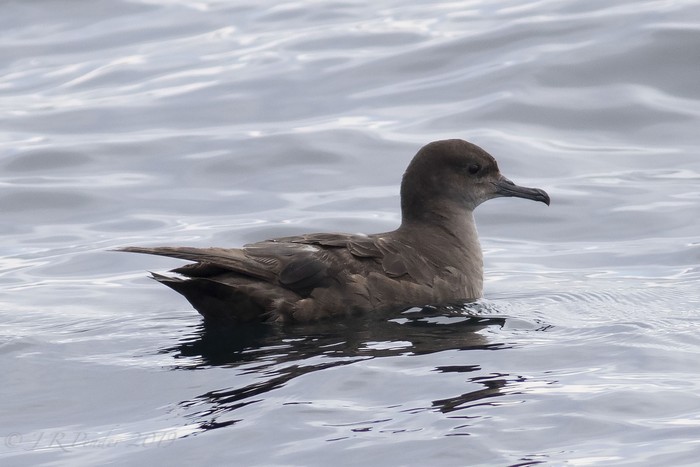 Sooty Shearwater
