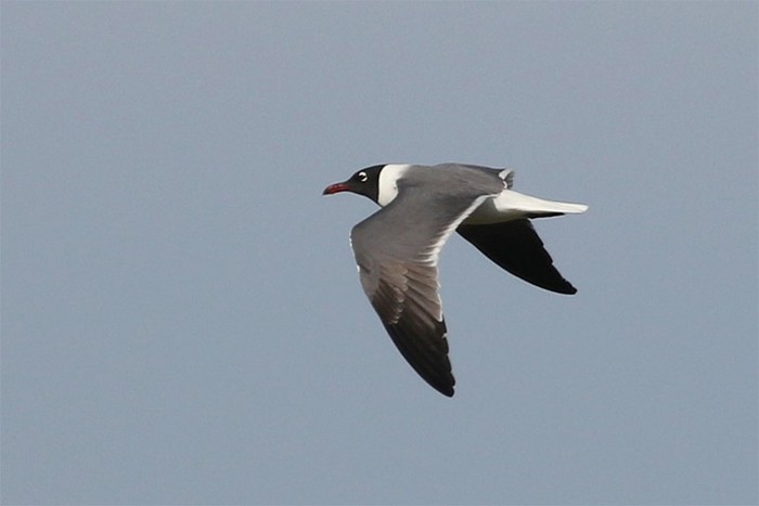 Laughing Gull