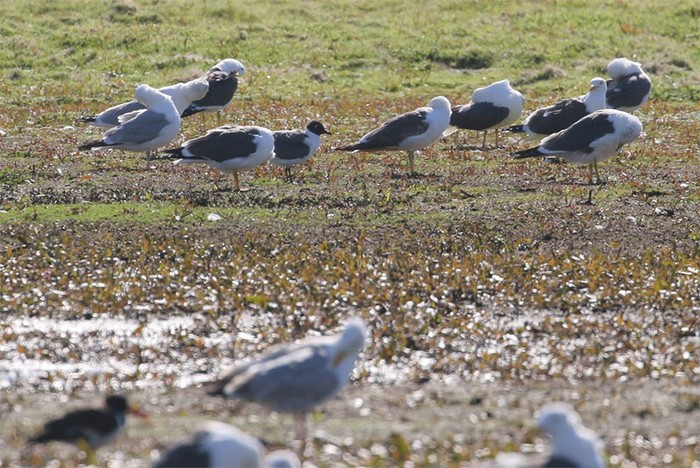 Laughing Gull
