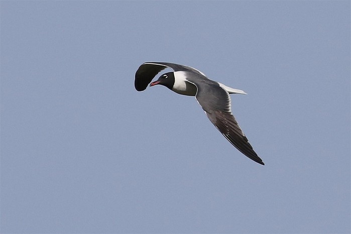 Laughing Gull