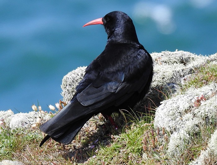 Chough
