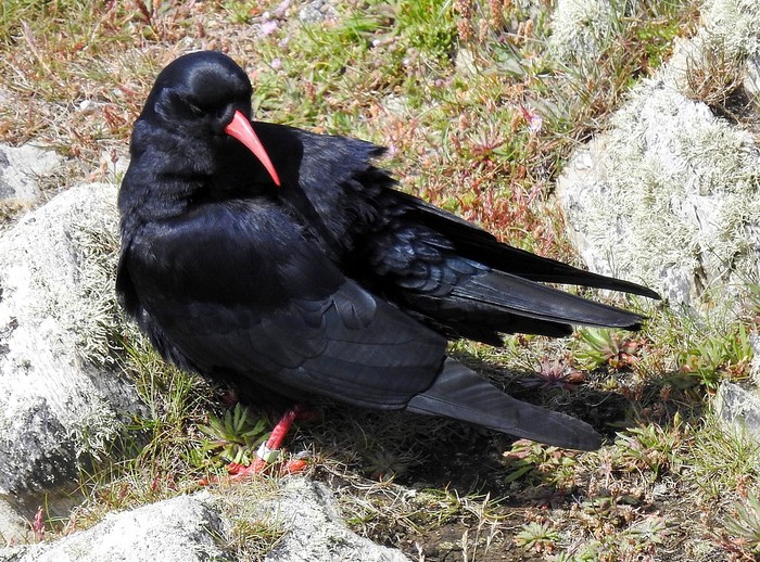 Chough