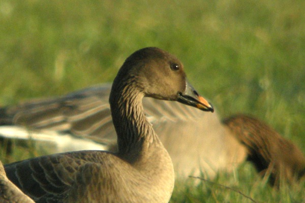 Tundra Bean Goose