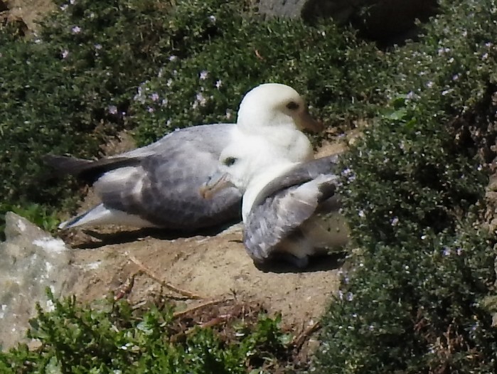 Fulmar