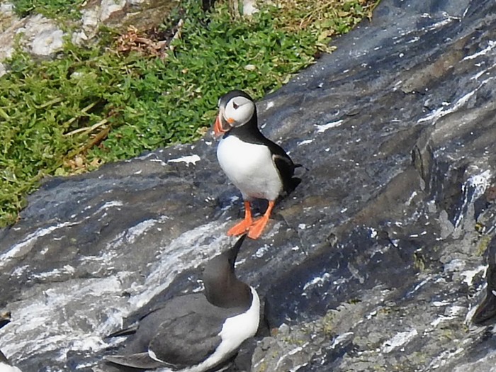 Puffin