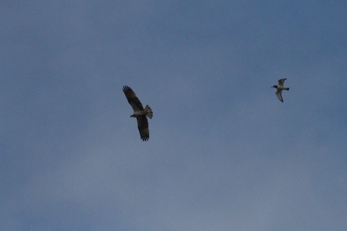 Osprey
