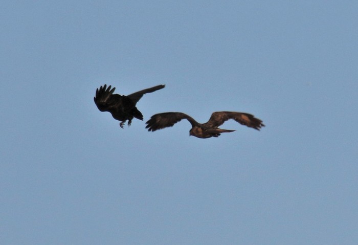 Buzzard