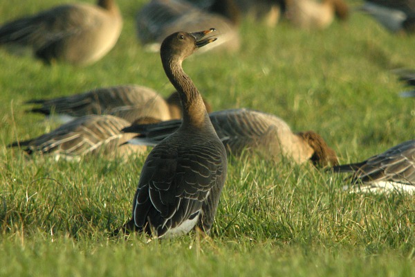 Tundra Bean Goose