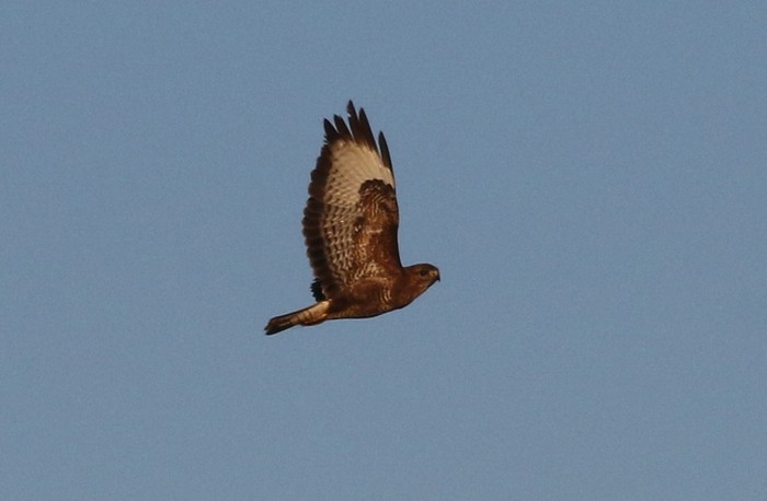 Buzzard