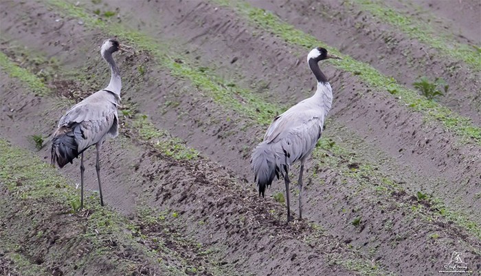 Common Crane