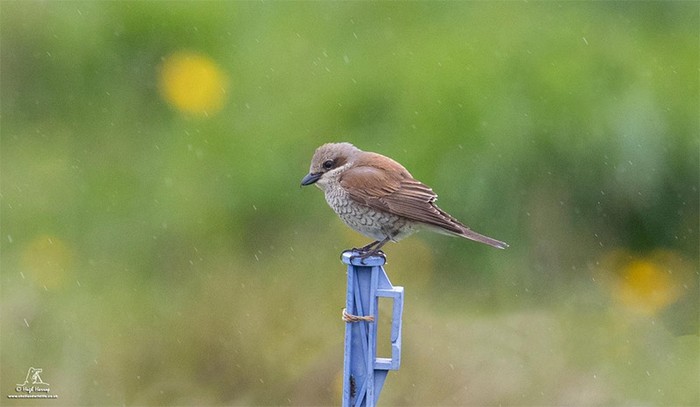 Red-backed Shrike