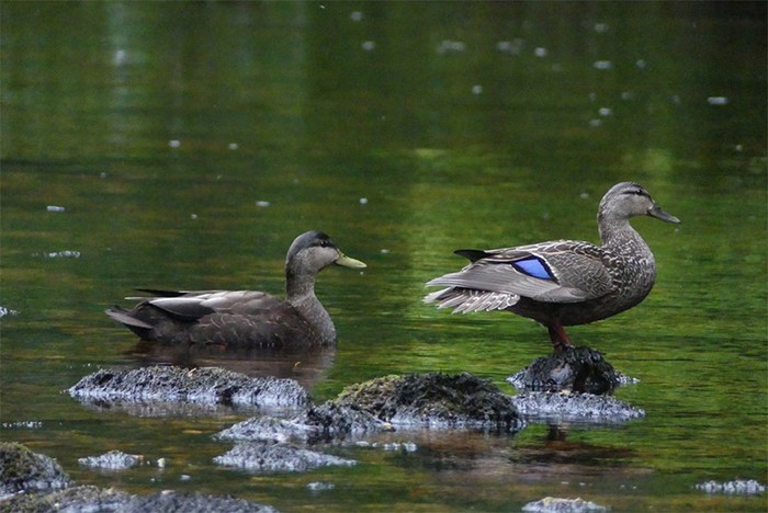 Black Duck