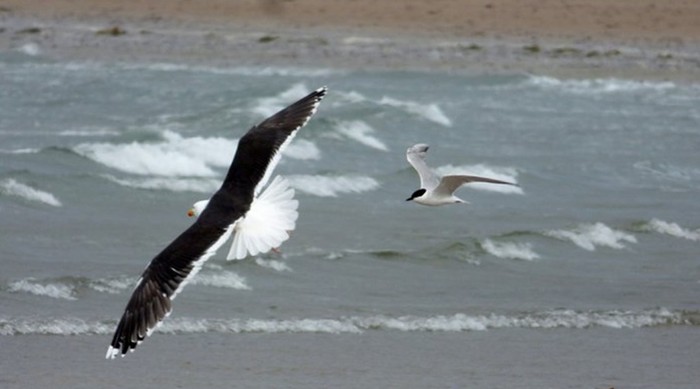 Gull-billed Tern