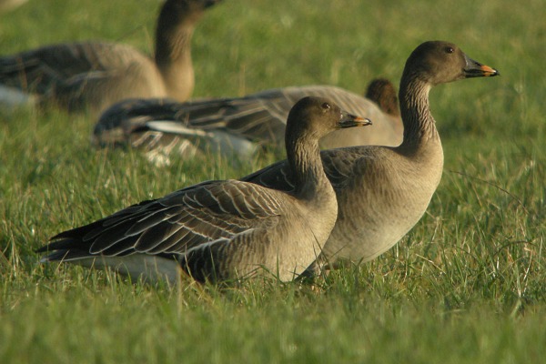 Tundra Bean Goose
