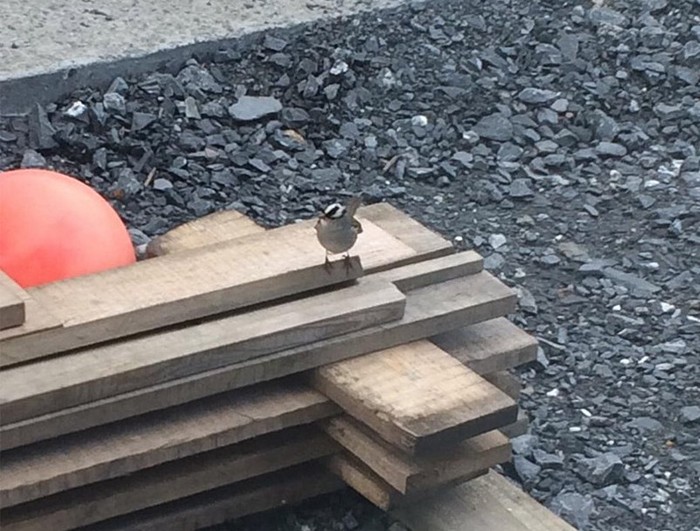 Eastern White-crowned Sparrow