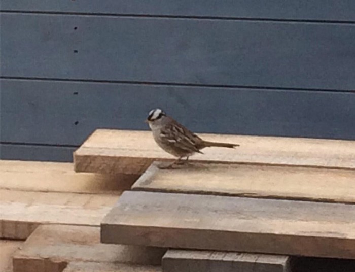Eastern White-crowned Sparrow