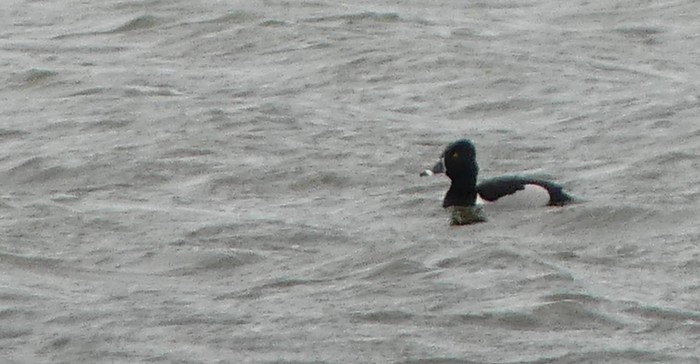 Ring-necked Duck