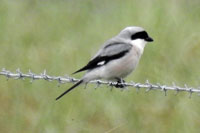 Lesser Grey Shrike