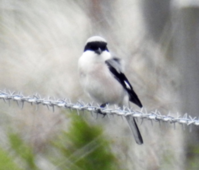 Lesser Grey Shrike