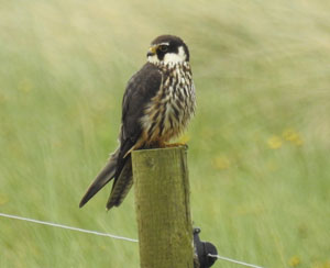 Hobby