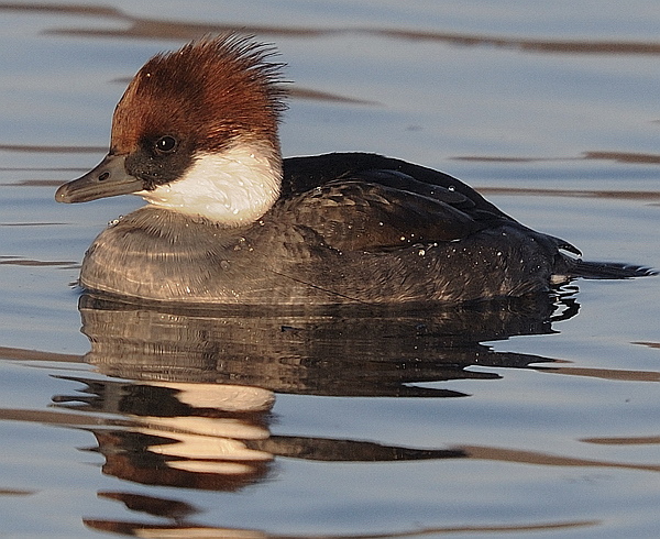 Smew