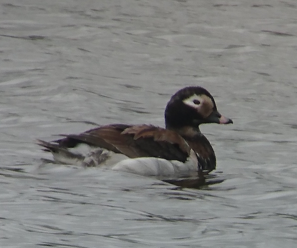 Long-tailed Duck