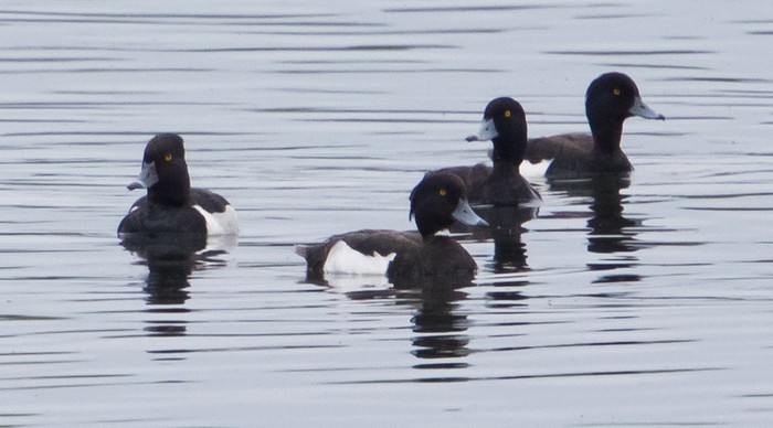 Ring-necked Duck