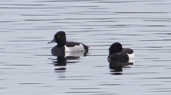 Ring-necked Duck