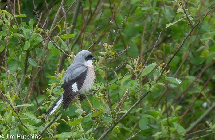 Lesser Grey Shrike
