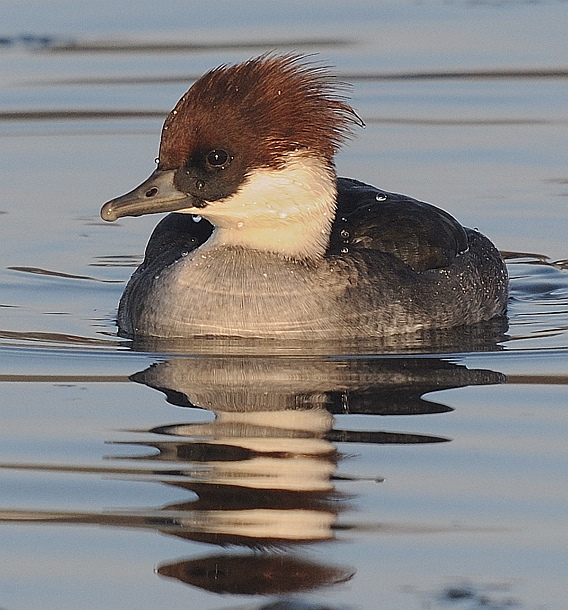 Smew