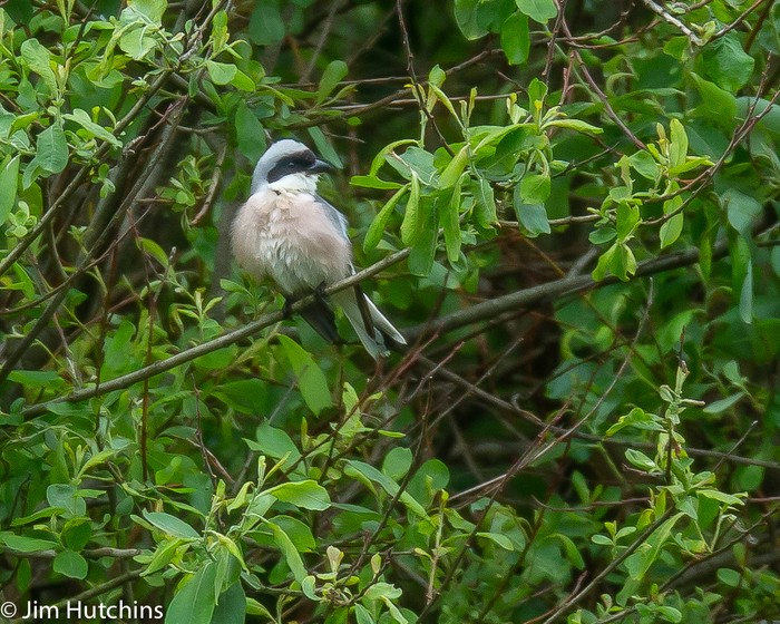 Lesser Grey Shrike