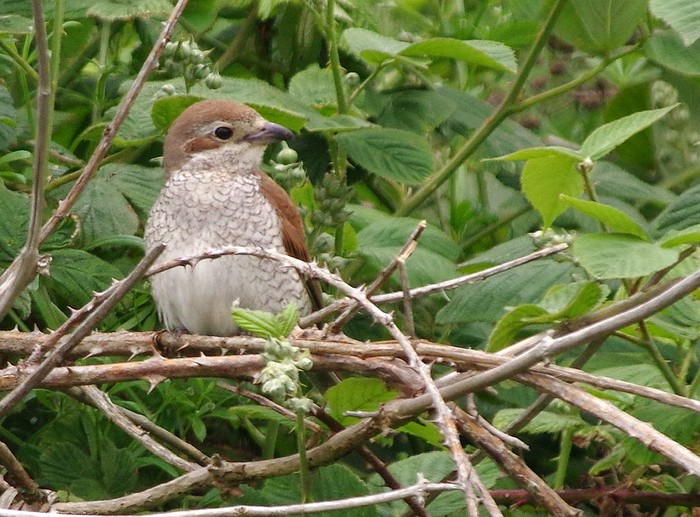 Red-backed Shrike