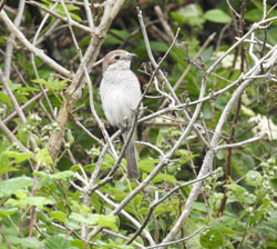 Red-backed Shrike