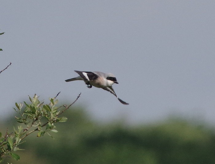 Lesser Grey Shrike