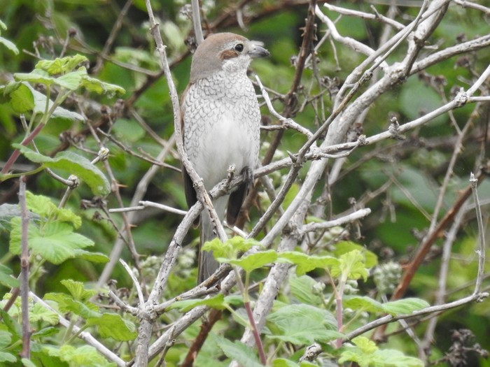 Red-backed Shrike
