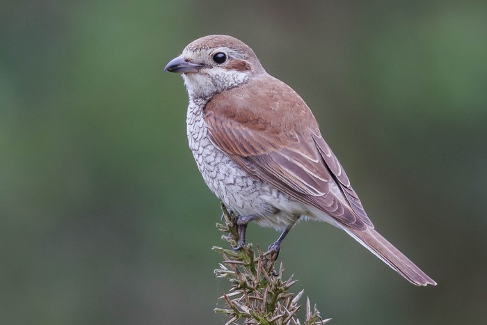 Red-backed Shrike