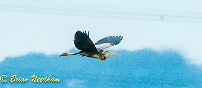 Purple Heron
