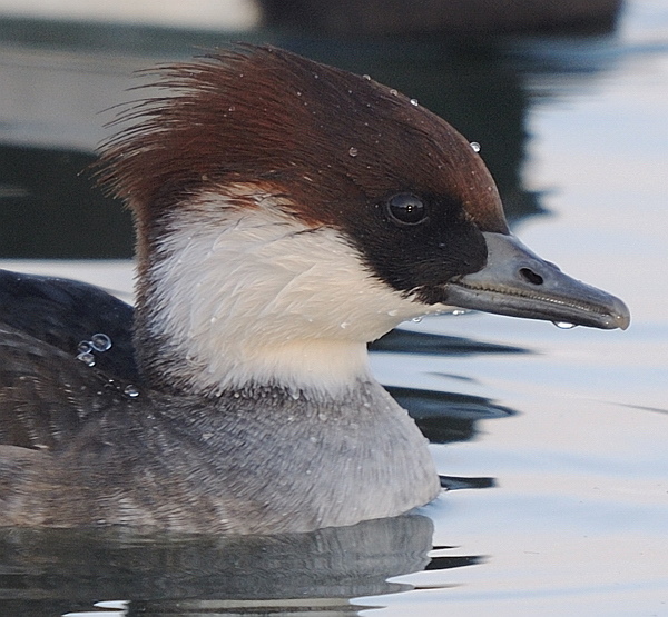 Smew