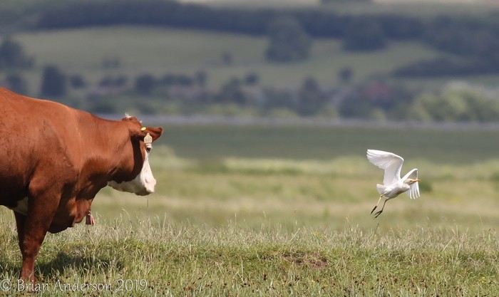 Cattle Egret