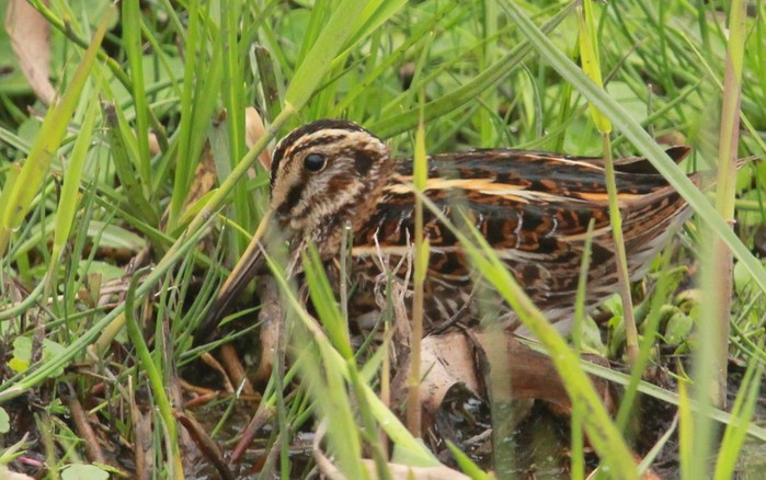 Jack Snipe
