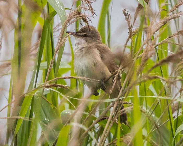 Great Reed Warbler