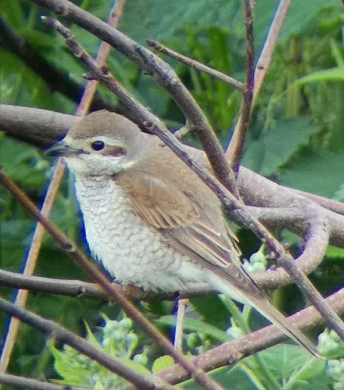 Red-backed Shrike