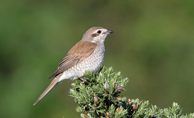Red-backed Shrike