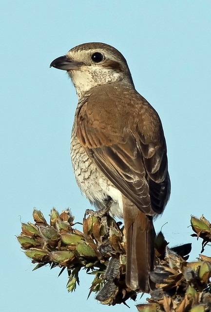 Red-backed Shrike