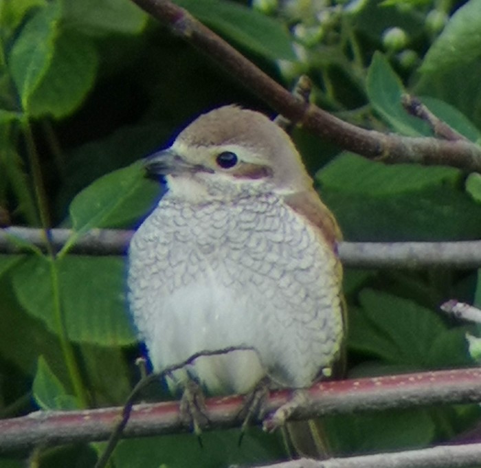 Red-backed Shrike