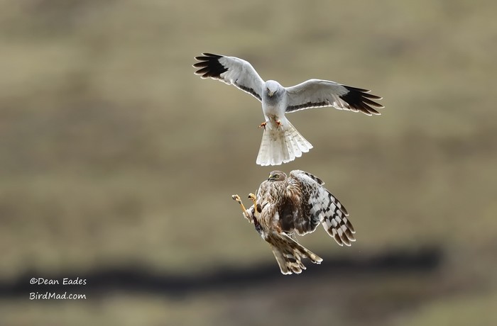 Hen Harrier