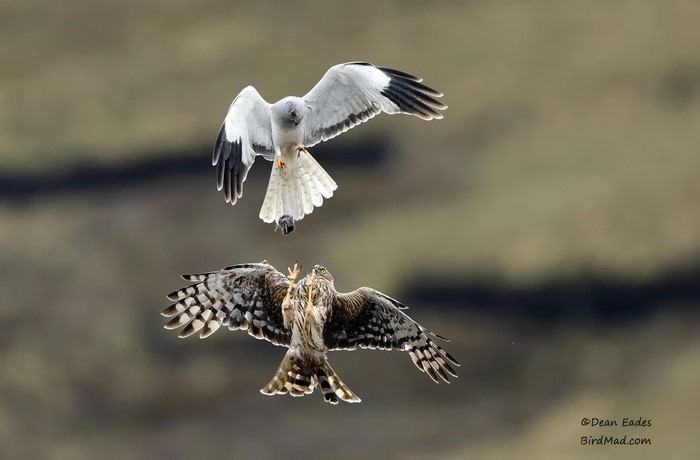 Hen Harrier