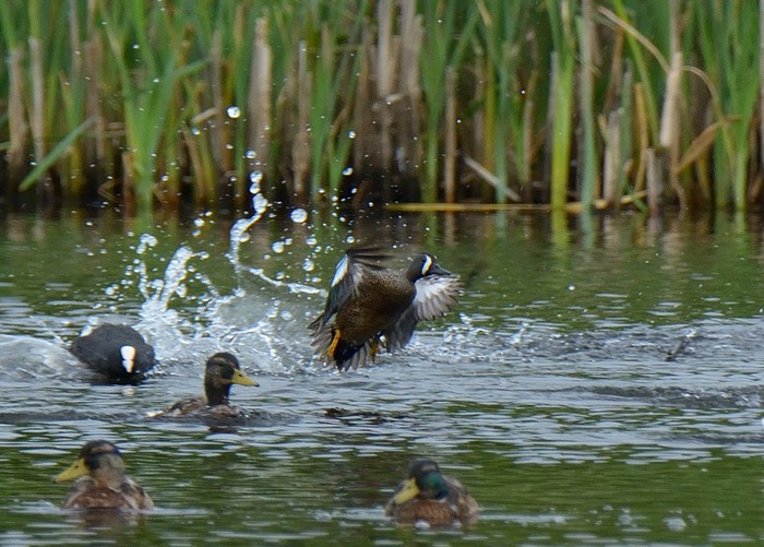Blue-winged Teal