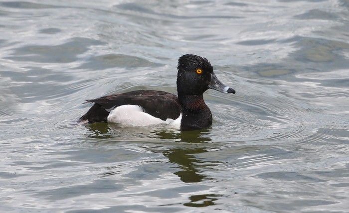 Ring-necked Duck